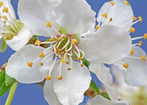 cherry plum the balance remedy