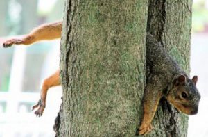 squirrel-stuck-in-a-tree