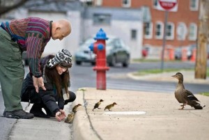 people-helping-ducklings