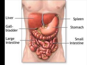 liver_cleanse_digestive-system