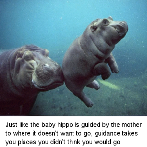 Just like the baby hippo is guided by the mother to where it doesn't want to go, guidance takes you places you didn't think you would go