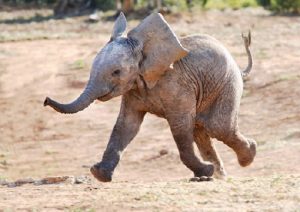 baby elephant is like an idea