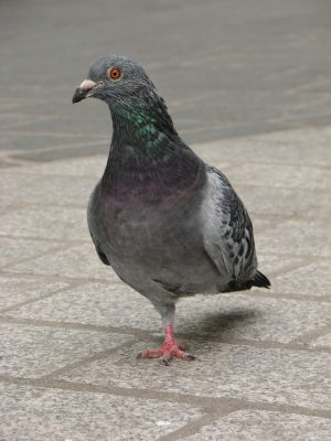 on legged pigeon lives a full life