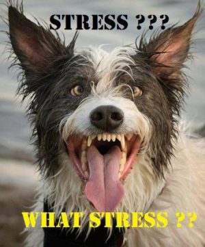 5-16-stressed-dog-2