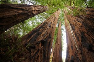 sequoia-grove