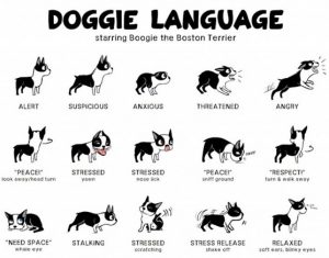 doggie-language