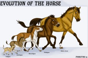 evolution-horse