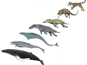 whale-evolution