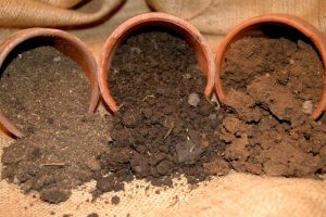 soil-types-who-you-are will grow or not