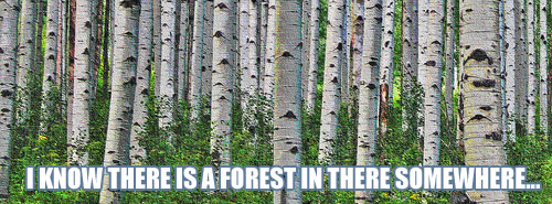 forest-for-trees.jpg