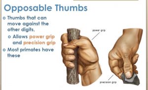 opposable thumbs