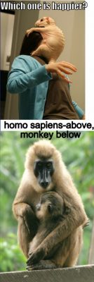 compare monkeys and homo sapiens
