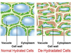 dehydrated cells low cell hydration emotional intelligence