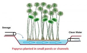 papyrus returns integrity to water