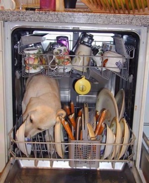 dishwasher_really