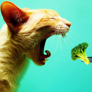 612-cat-eating-broccoli-