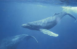 Humback-Whale-Photo