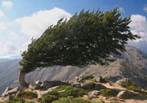 bizarre-natural-phenomenon-tree-growing-bent-in-wind