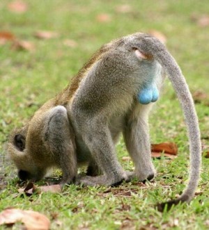 blue-ball-monkey