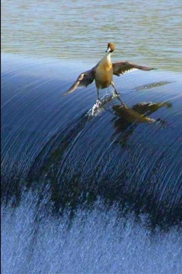 goose-waterskiing