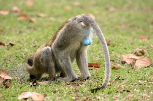monkey-blue-balls