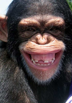monkey-grinning