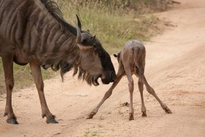 newborn-antelope-first-steps