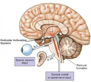 reticular-activating-system-function