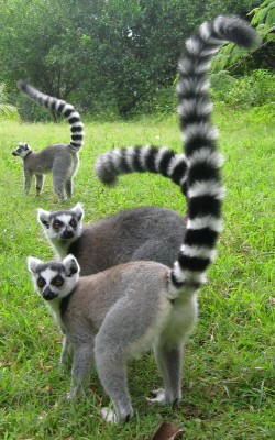 ring-tailed-lemurs