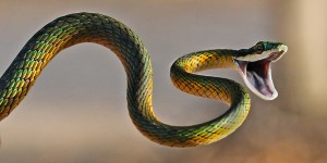 snake-06