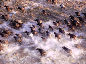 stampede_african_cape_buffalo_herd