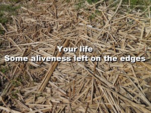 your-life-edges